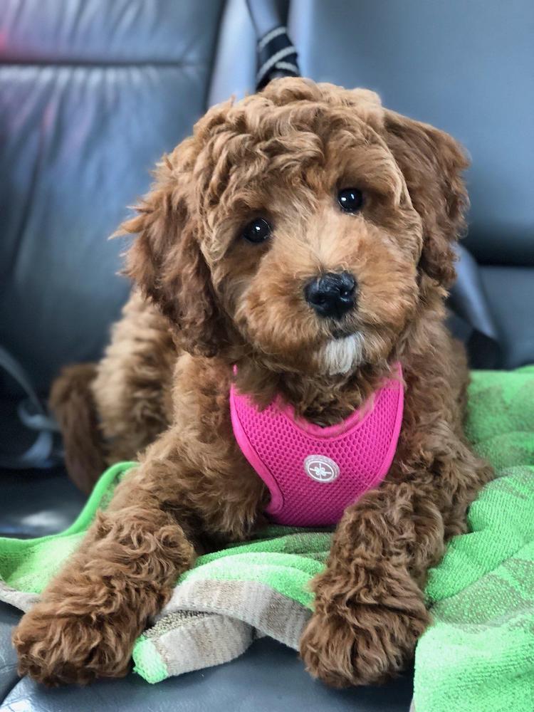 Miniature goldendoodle puppy | Walters Puppy Place