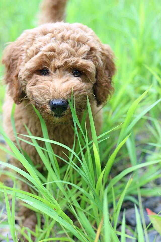 Walters Puppy Place | mini goldendoodles | How to Buy
